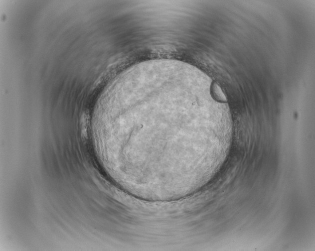 X0000086940038200705071429