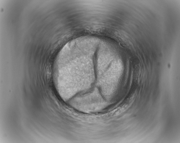 X0000086940040200705071429