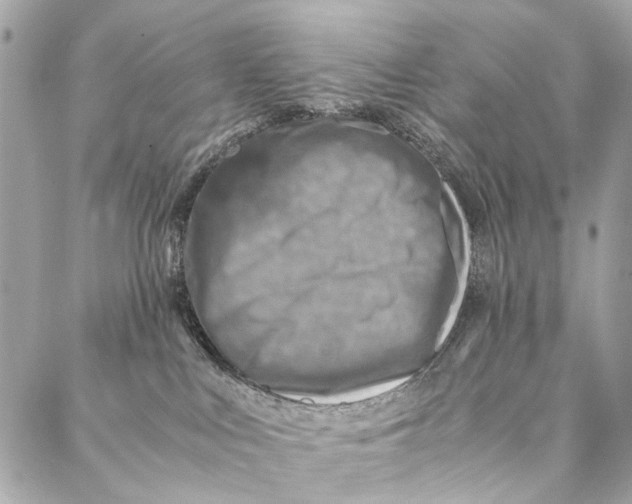 X0000086940043200705071429