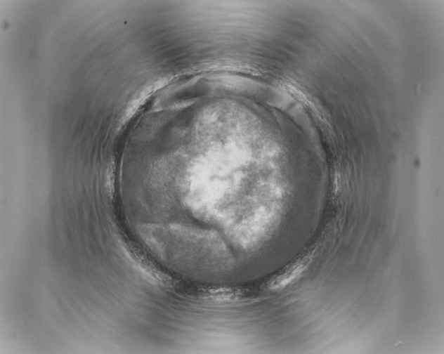 X0000086940064200705071428