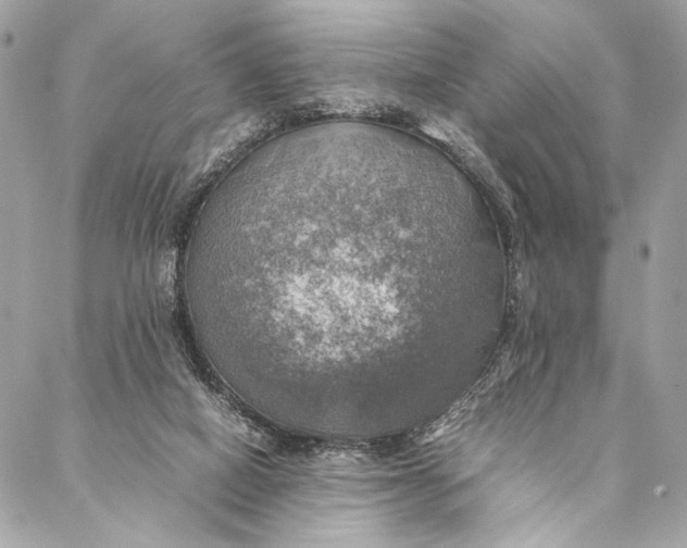 X0000086940066200705071428