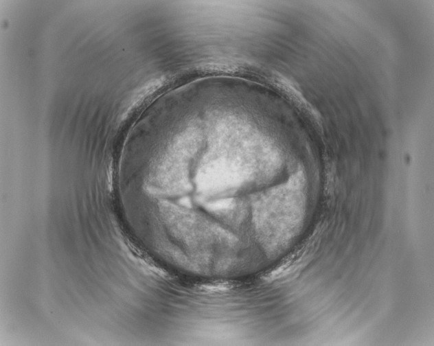 X0000086940068200705071428