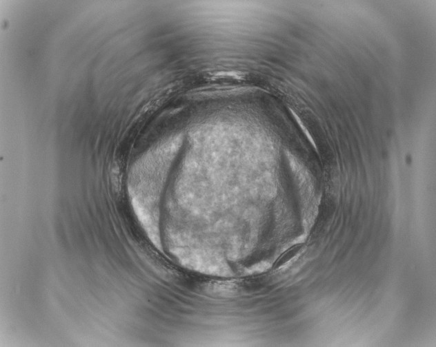 X0000086940086200705071429