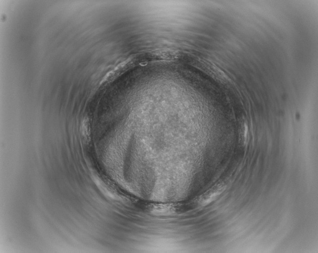 X0000086940088200705071429