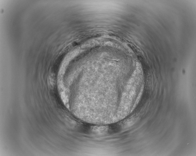 X0000086940135200705071427