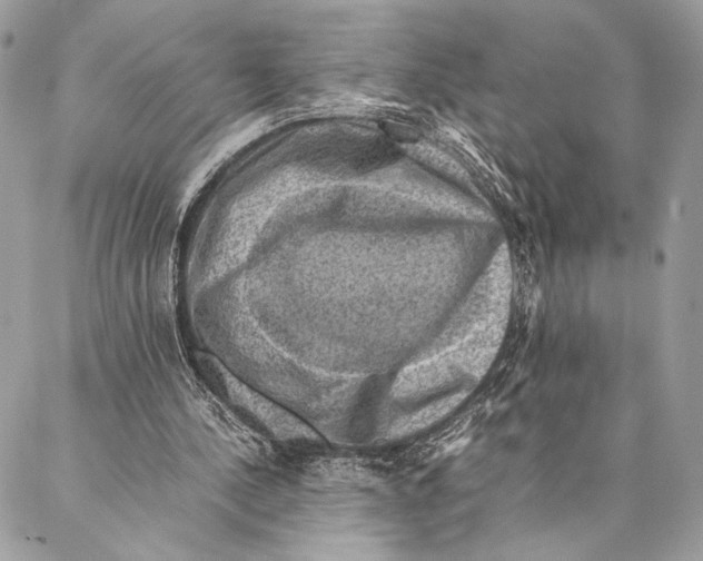 X0000086940244200705071425