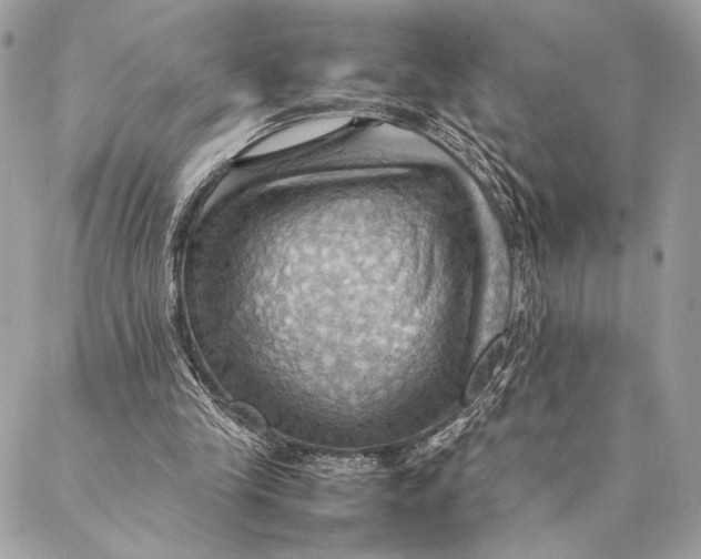 X0000086940245200705071425