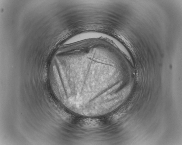 X0000086940261200705071425