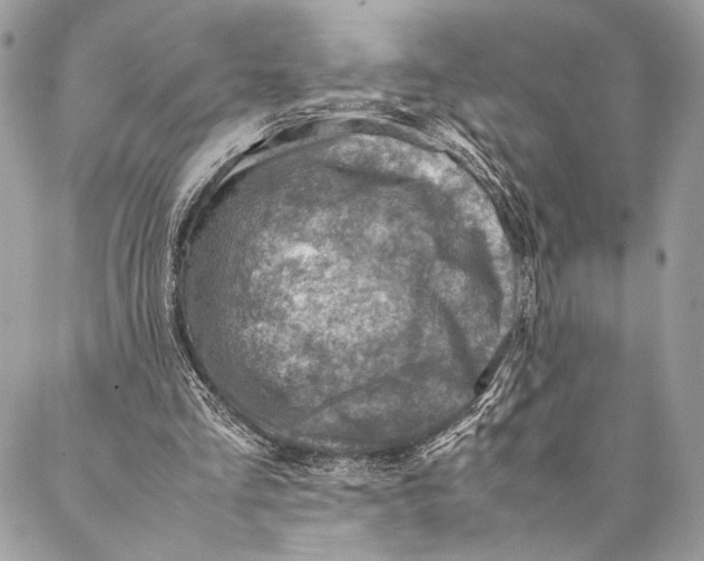 X0000086940293200705071425