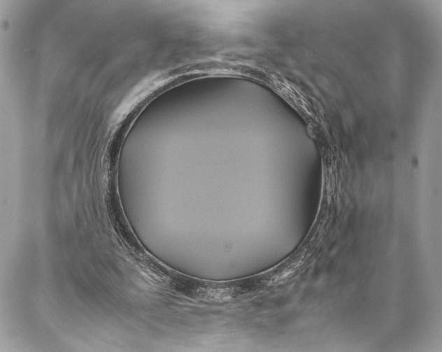 X0000086940295200705071425