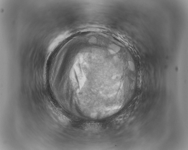 X0000086940296200705071425