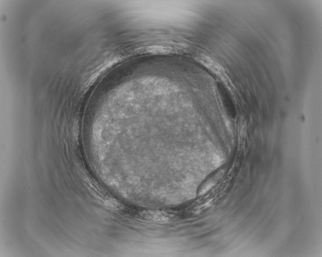 X0000086940297200705071425