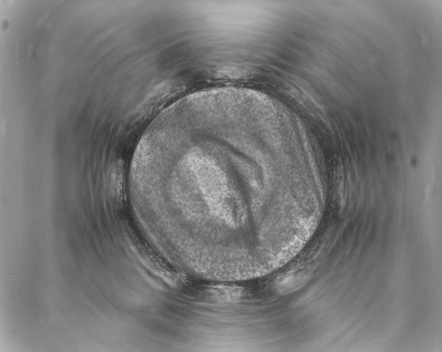 X0000086940328200705071424