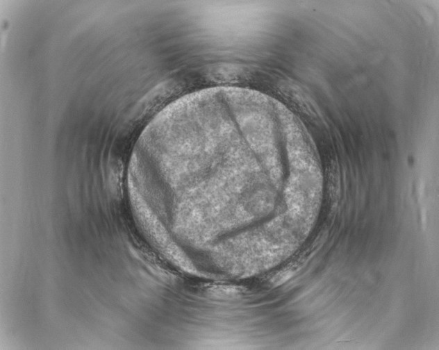 X0000086940332200705071424