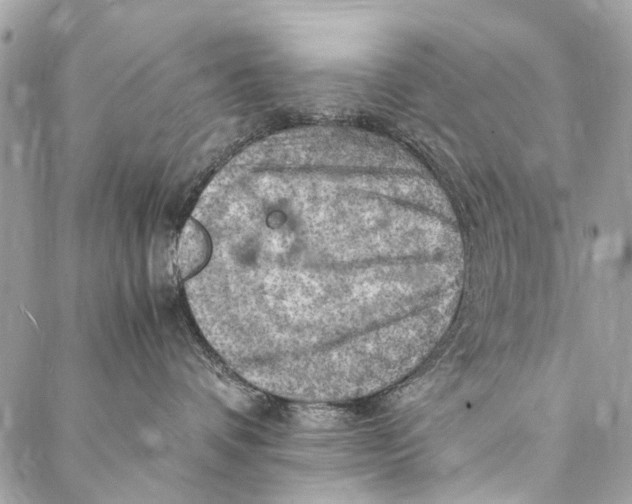 X0000086940336200705071424