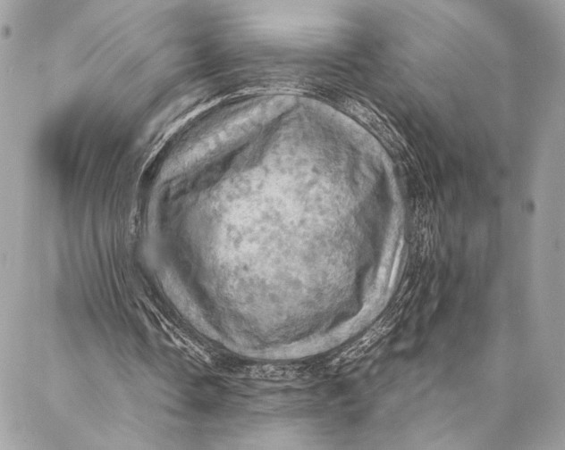 X0000086940338200705071423