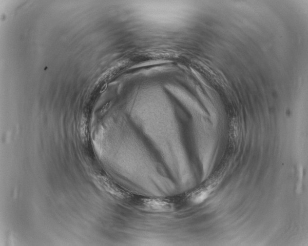 X0000086940380200705071424