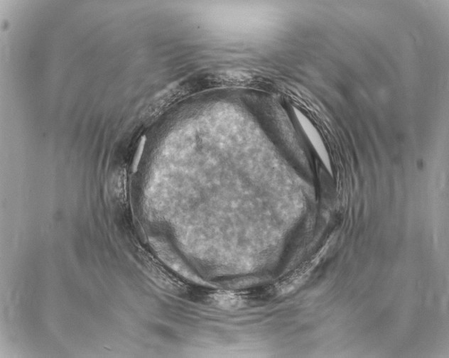 X0000086940425200705071423