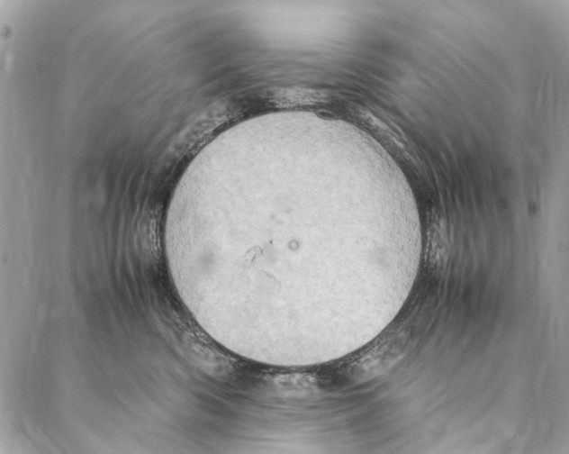 X0000086940426200705071423