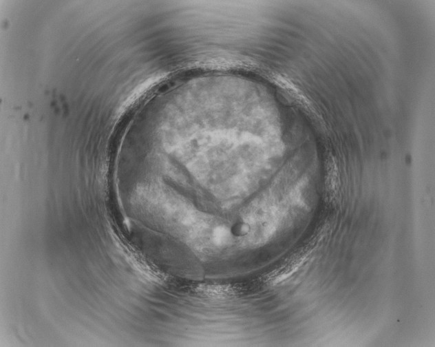 X0000086940440200705071422