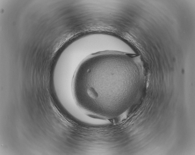 X0000086940448200705071422