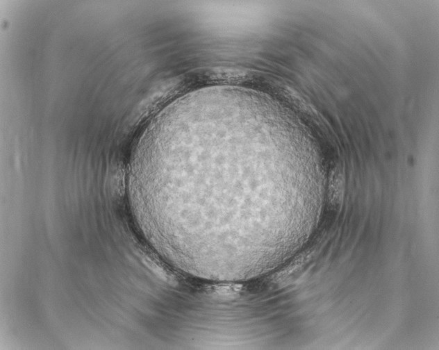 X0000086940474200705071422