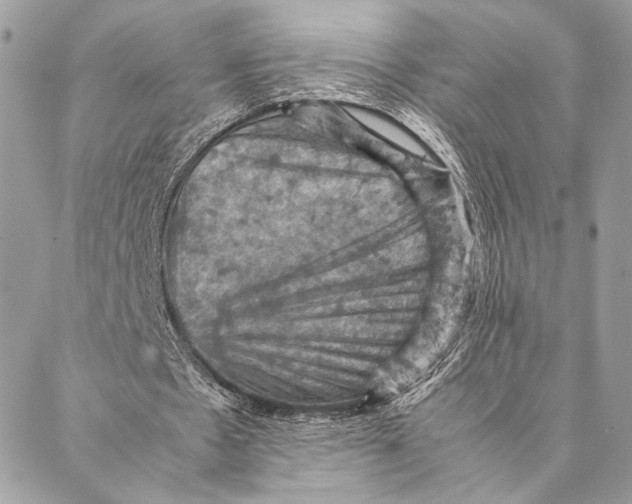 X0000086940481200705071422