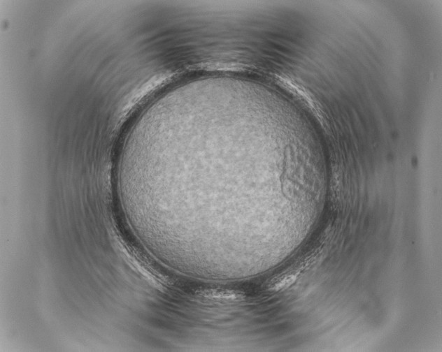 X0000086940535200705071420