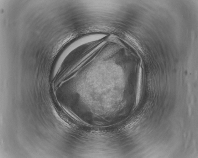 X0000086940538200705071420