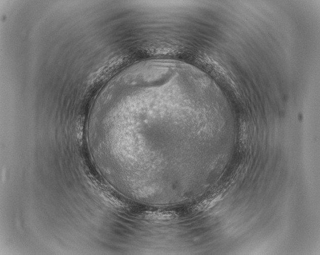 X0000086940545200705071420