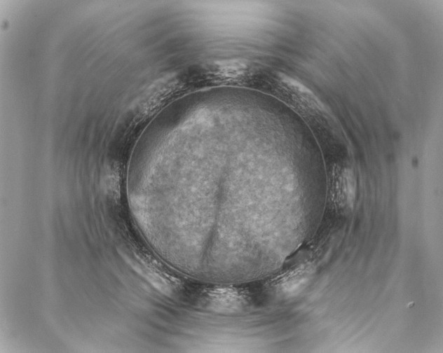 X0000086940562200705071421