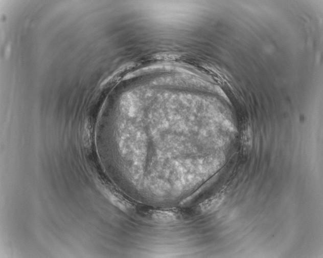 X0000086940572200705071421