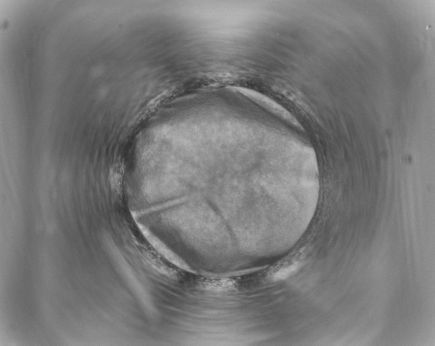 X0000086940576200705071421