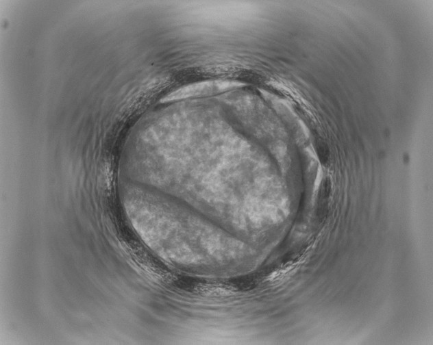 X0000086940597200705071420