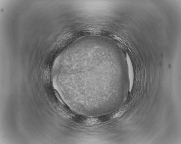 X0000086940609200705071420