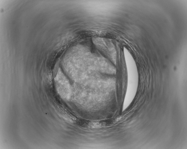 X0000086940613200705071420