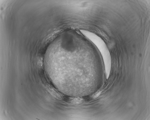 X0000086940621200705071420