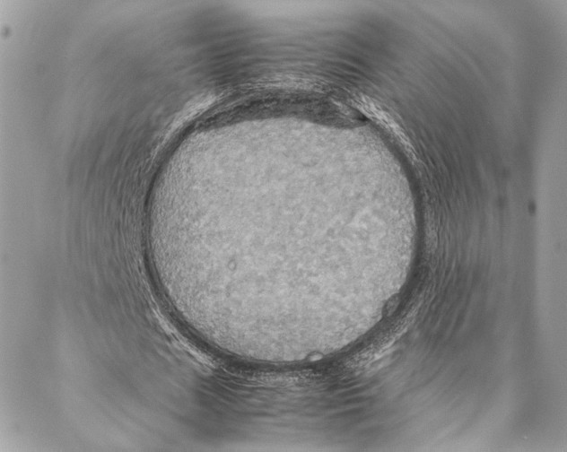 X0000086940625200705071419