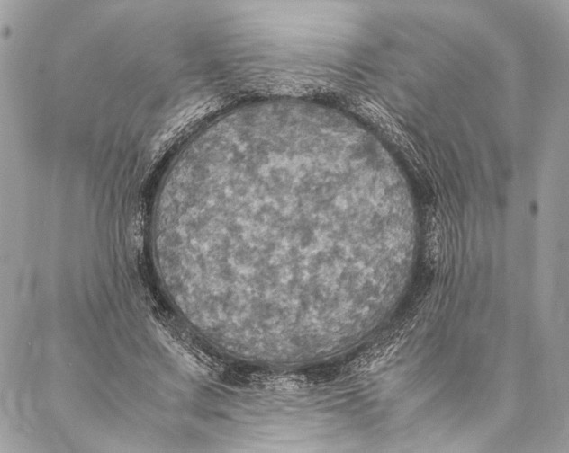 X0000086940683200705071418