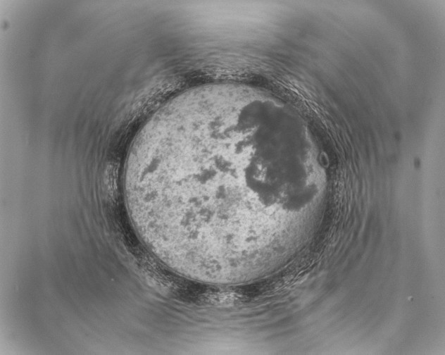 X0000086940695200705071418