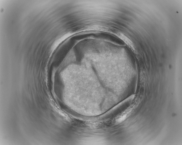 X0000086940854200705071416