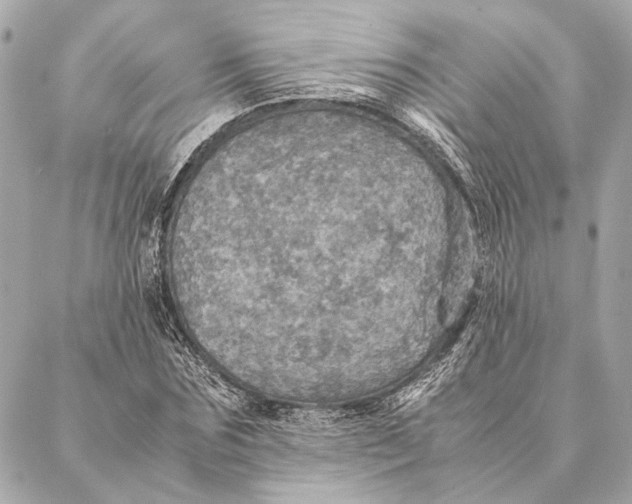 X0000086940875200705071415