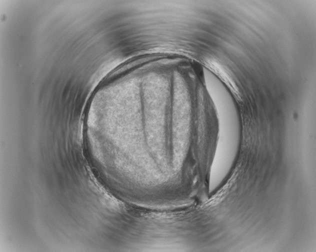 X0000086940900200705071415