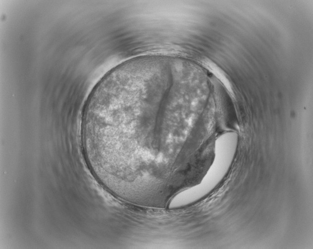 X0000086941099200705071412