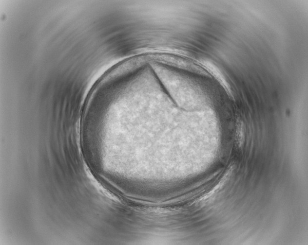 X0000086941100200705071412