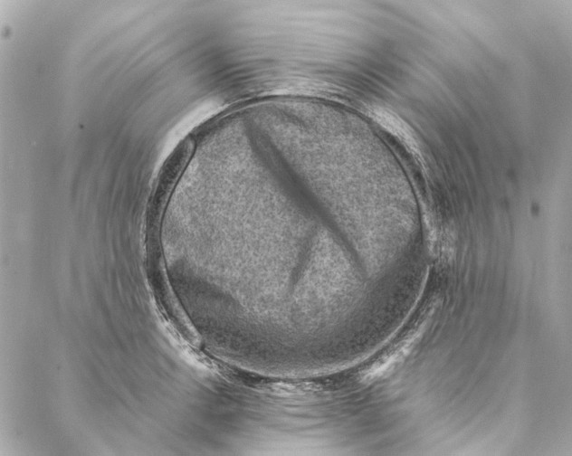 X0000086941138200705071411