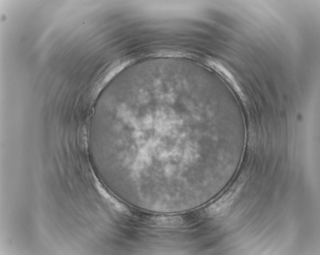 X0000086941433200705071407