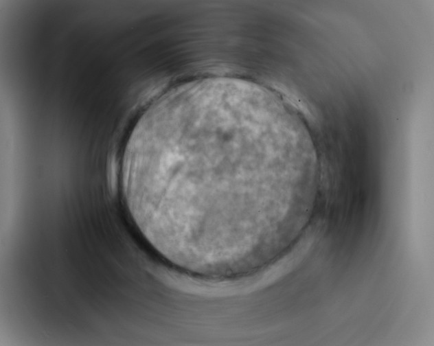 X0000086940014200705141811