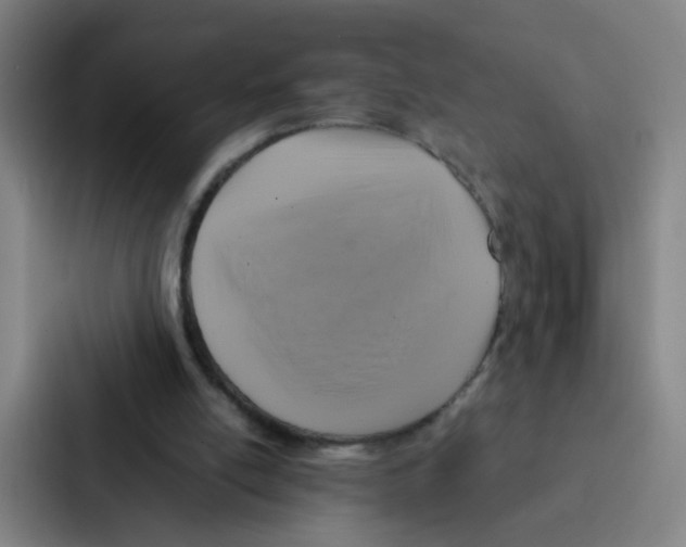 X0000086940054200705141810