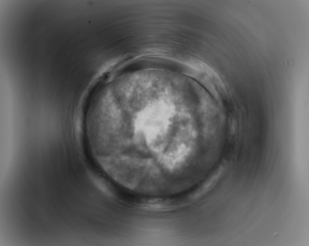 X0000086940064200705141810